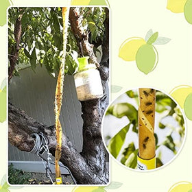 Dwcom Trap fly strips kitchen use near fruit storage