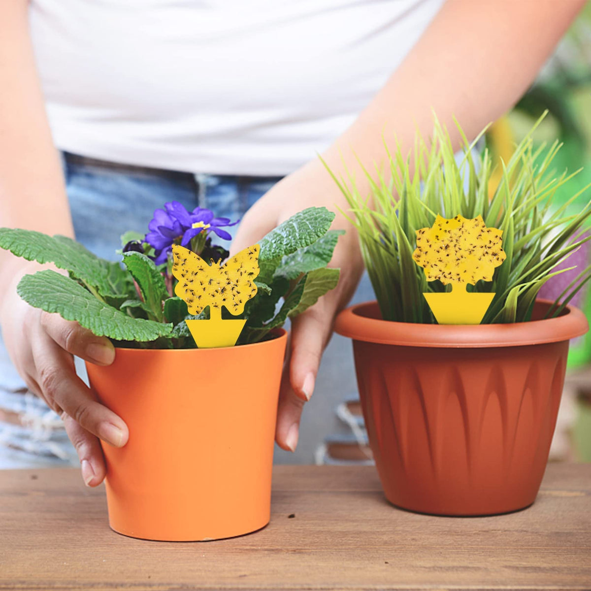Dwcom Trap packaging shows 40-trap count for gardens