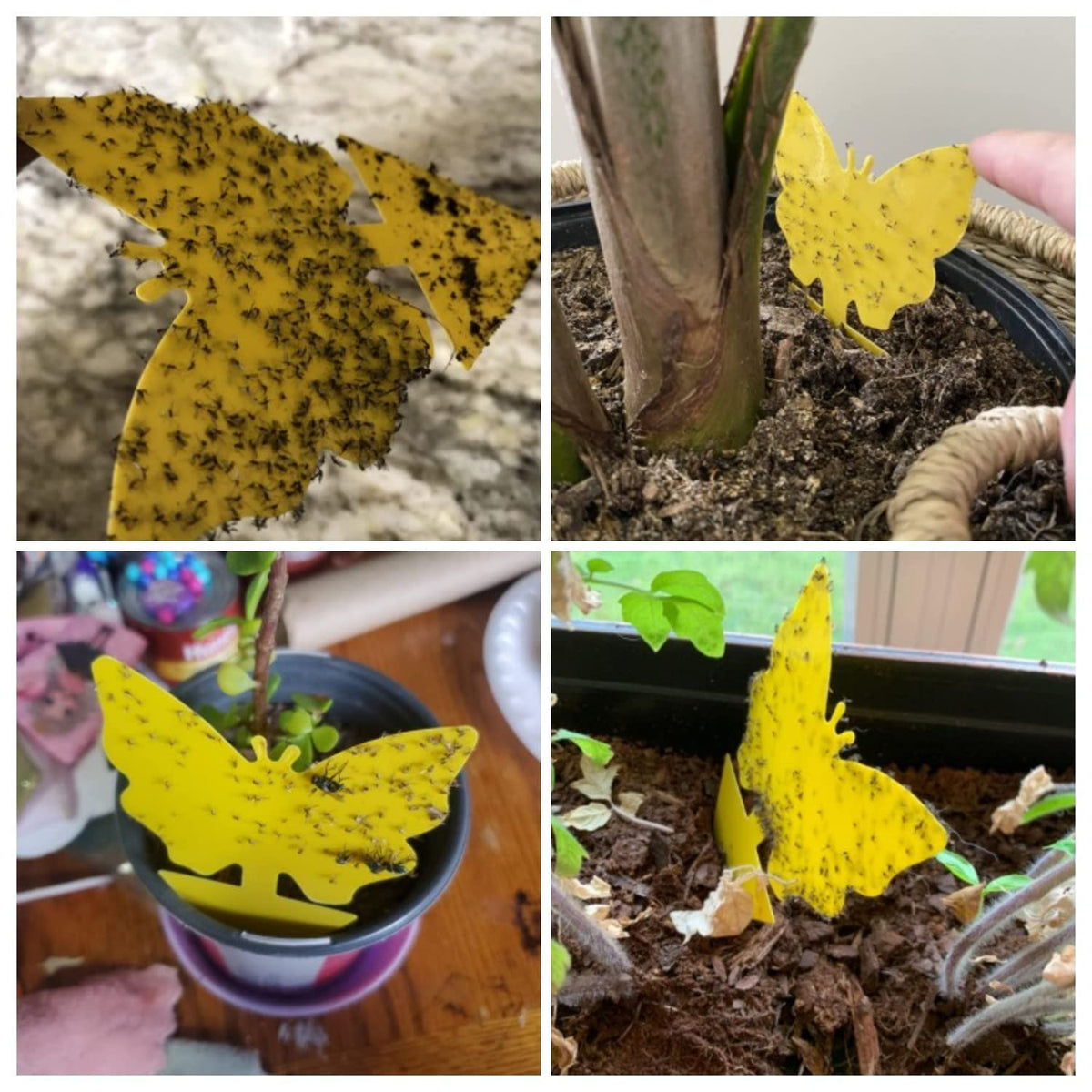 Dwcom Trap yellow traps on a plant pot catching tiny pests