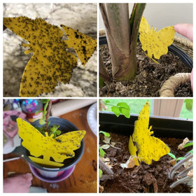 Dwcom Trap yellow traps on a plant pot catching tiny pests