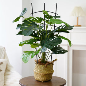 DYBEEDUAL wave trellis supporting roses and grapevines for upright growth.
