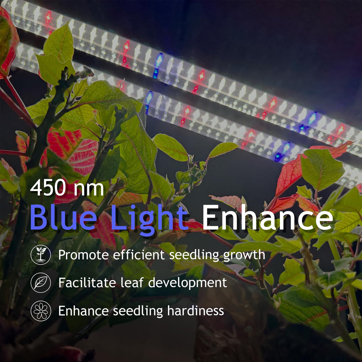 DYMOND BoostGro red-blue spectrum enhances sprouting and flowering stages.
