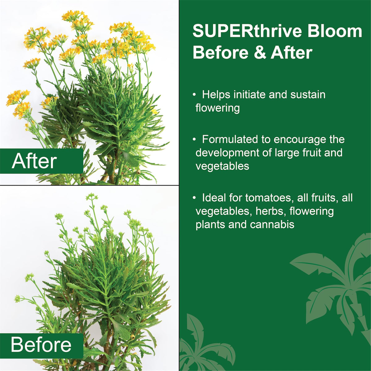 Dyna-Gro Bloom used in a hydroponics setup for flowering