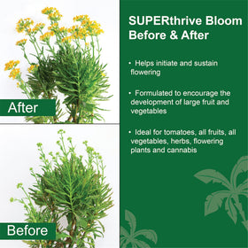 Dyna-Gro Bloom used in a hydroponics setup for flowering
