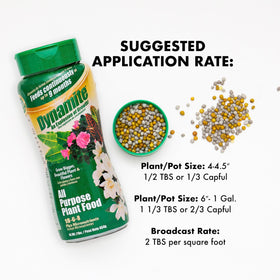 Dynamite plant food being applied in a garden for even indoor and outdoor nourishment.