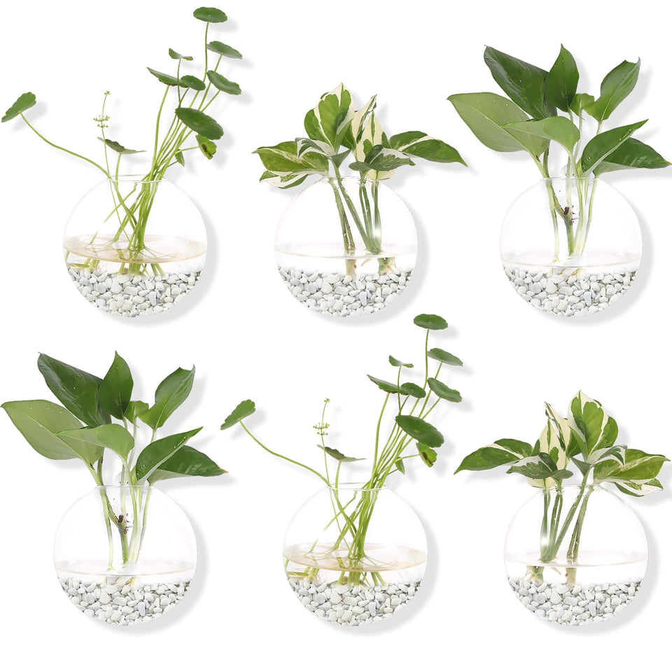DZHJKIO hanging wall planter, round glass pot, ideal for air plants and space-saving décor.