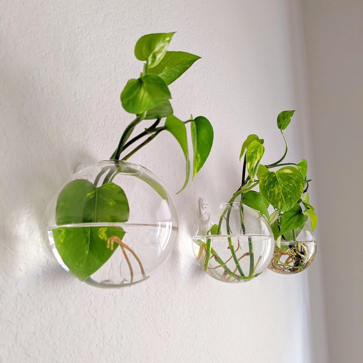 DZHJKIO pack of six glass planters, wall-mounted display for small flowers and succulents.