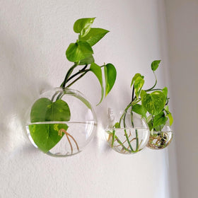 DZHJKIO pack of six glass planters, wall-mounted display for small flowers and succulents.