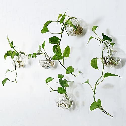 DZHJKIO round glass plant pot, back-hanging design, easy daily cleaning and water changes.
