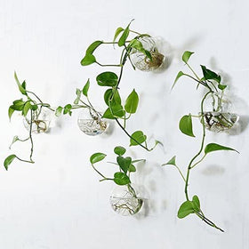 DZHJKIO round glass plant pot, back-hanging design, easy daily cleaning and water changes.