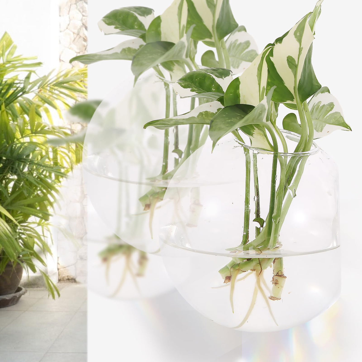 DZHJKIO hanging glass planter, 12 cm diameter, ideal for air plants and tiny blooms.