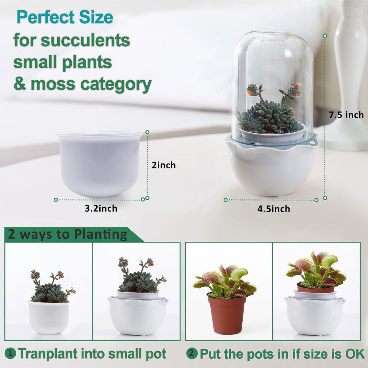 E SUPEREGROW carnivorous-plant terrarium supports venus flytraps and butterworts