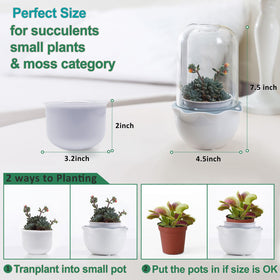 E SUPEREGROW carnivorous-plant terrarium supports venus flytraps and butterworts