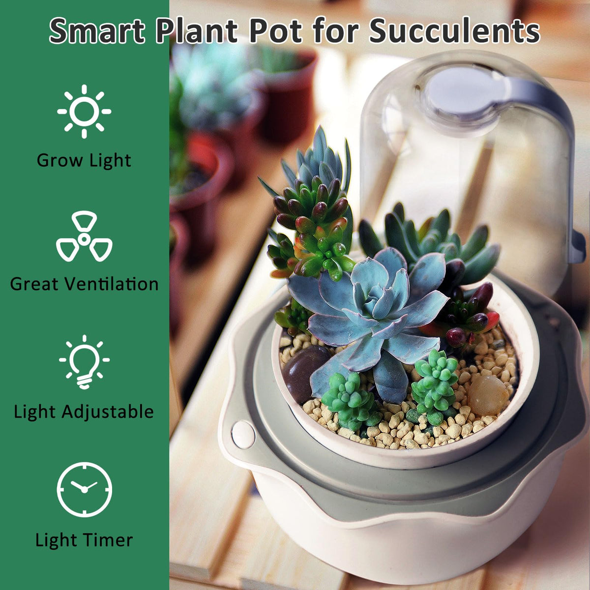 E SUPEREGROW terrarium on table provides stylish, low-maintenance home decor