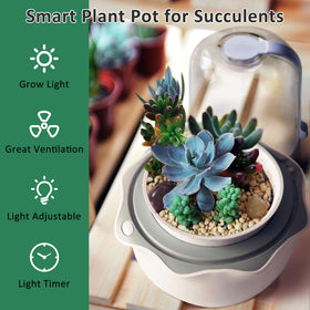 E SUPEREGROW terrarium on table provides stylish, low-maintenance home decor