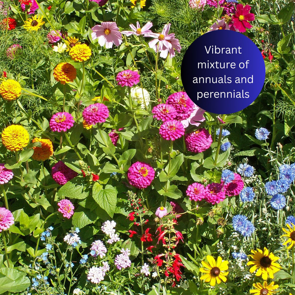Earth Science purple cone flowers and cosmos mix for vibrant garden blooms.