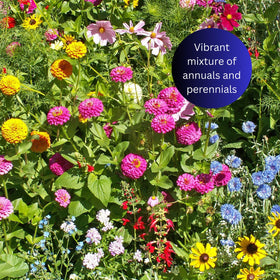 Earth Science purple cone flowers and cosmos mix for vibrant garden blooms.