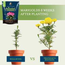 Healthy potted plants thriving in RevitaSoil enriched soil.