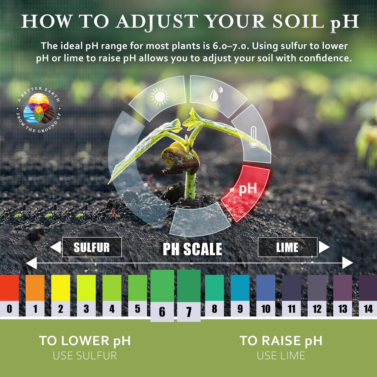 Earth Science sulfur granules aiding blueberry shrubs with nutrient uptake and vibrant foliage