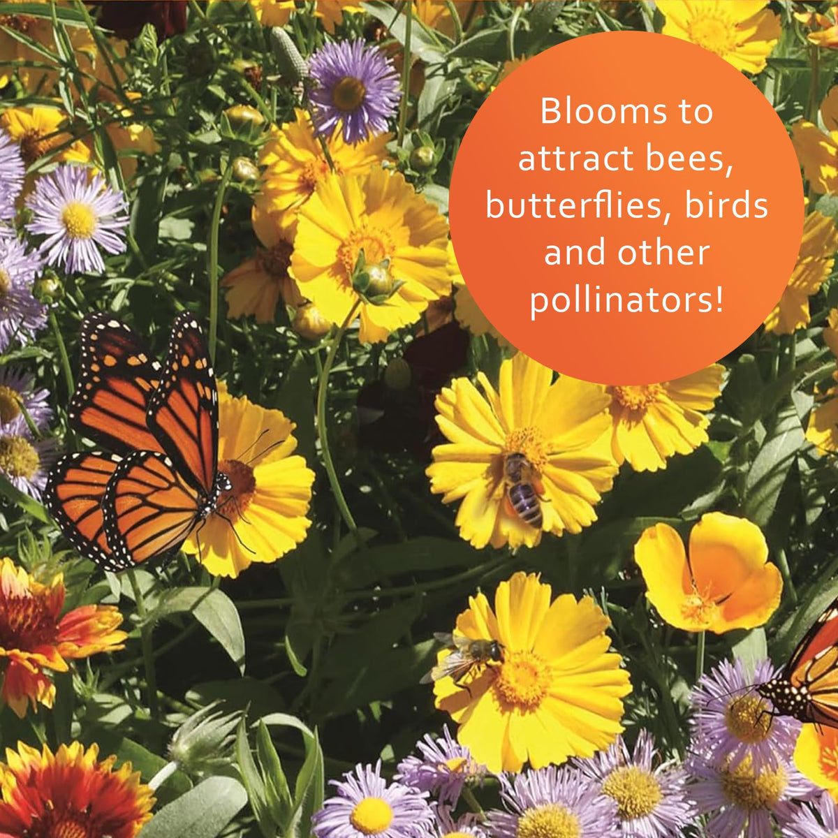 Pollinators visit Earth Science blend in a sunny border