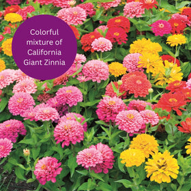 Earth Science Zinnia Seeds bloom in a mixed-color border for vibrant summer display.