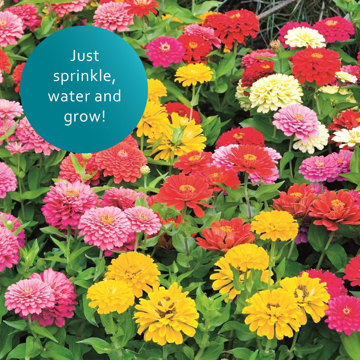 Pollinator-friendly blooms by Earth Science zinnia mix in sunlit bed