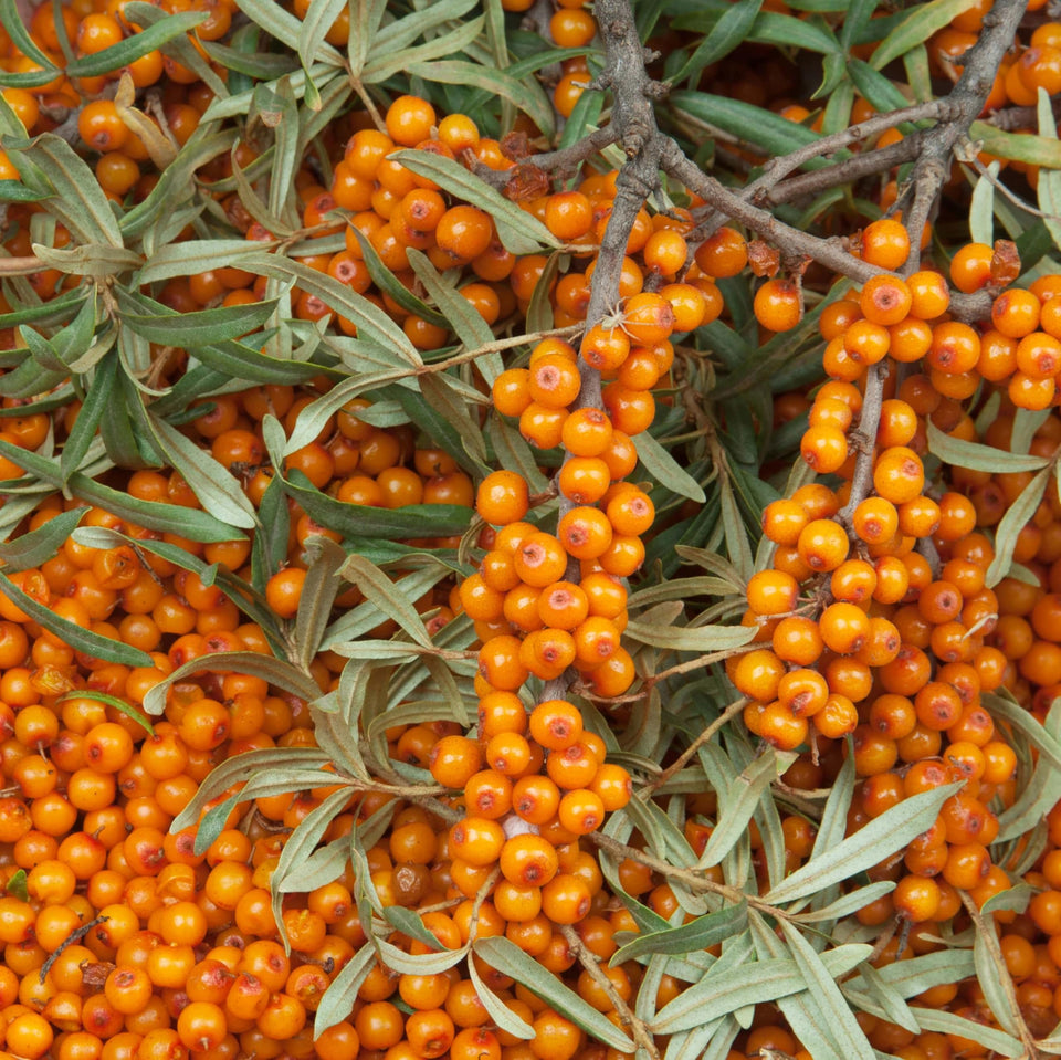 Earthcare Seeds Sea Buckthorn berries in tight clusters, rich in vitamins.