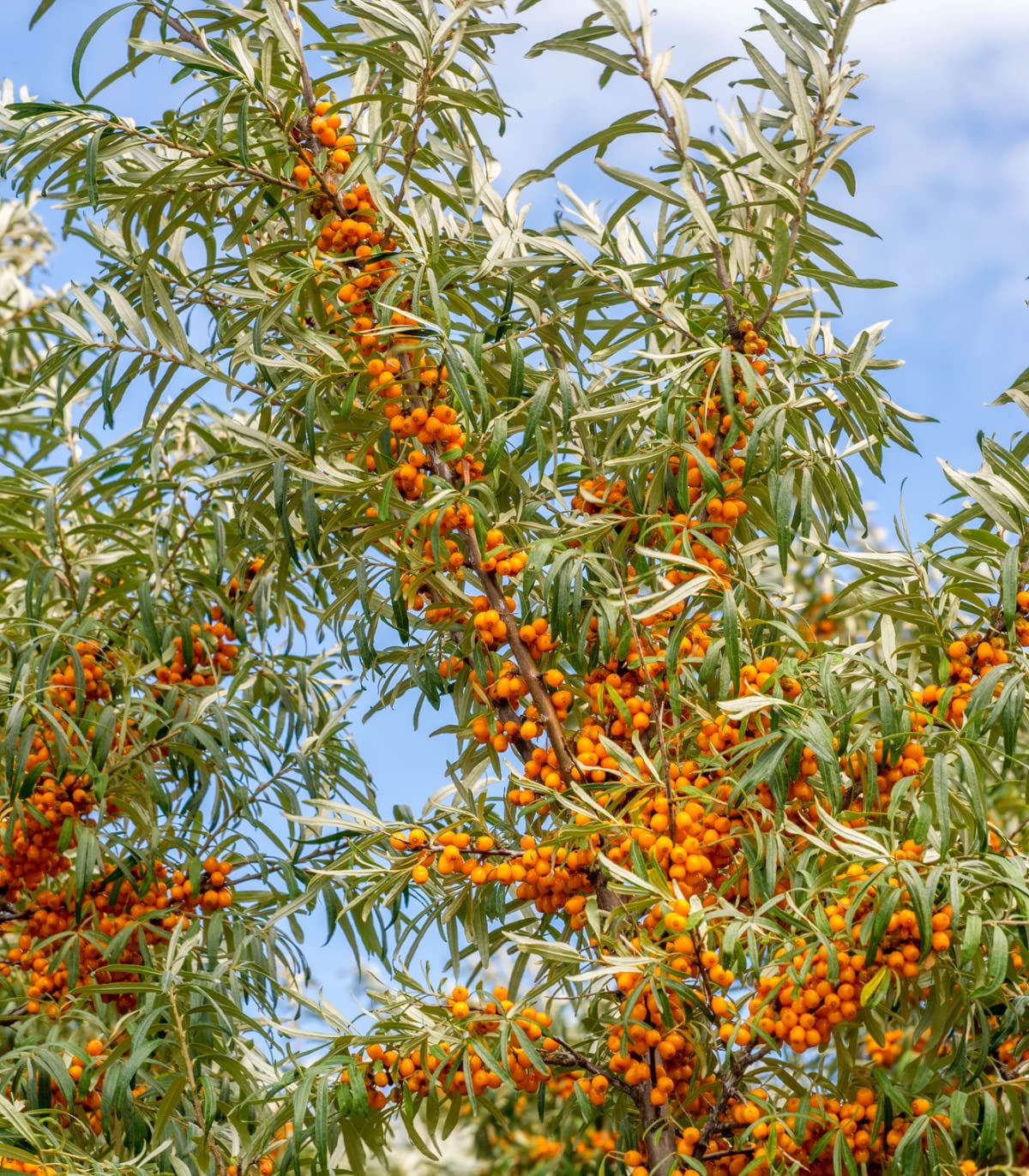 Earthcare Seeds Sea Buckthorn thrives in full sun with low to moderate water needs.
