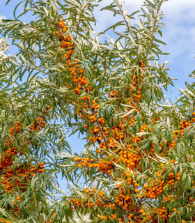 Earthcare Seeds Sea Buckthorn thrives in full sun with low to moderate water needs.