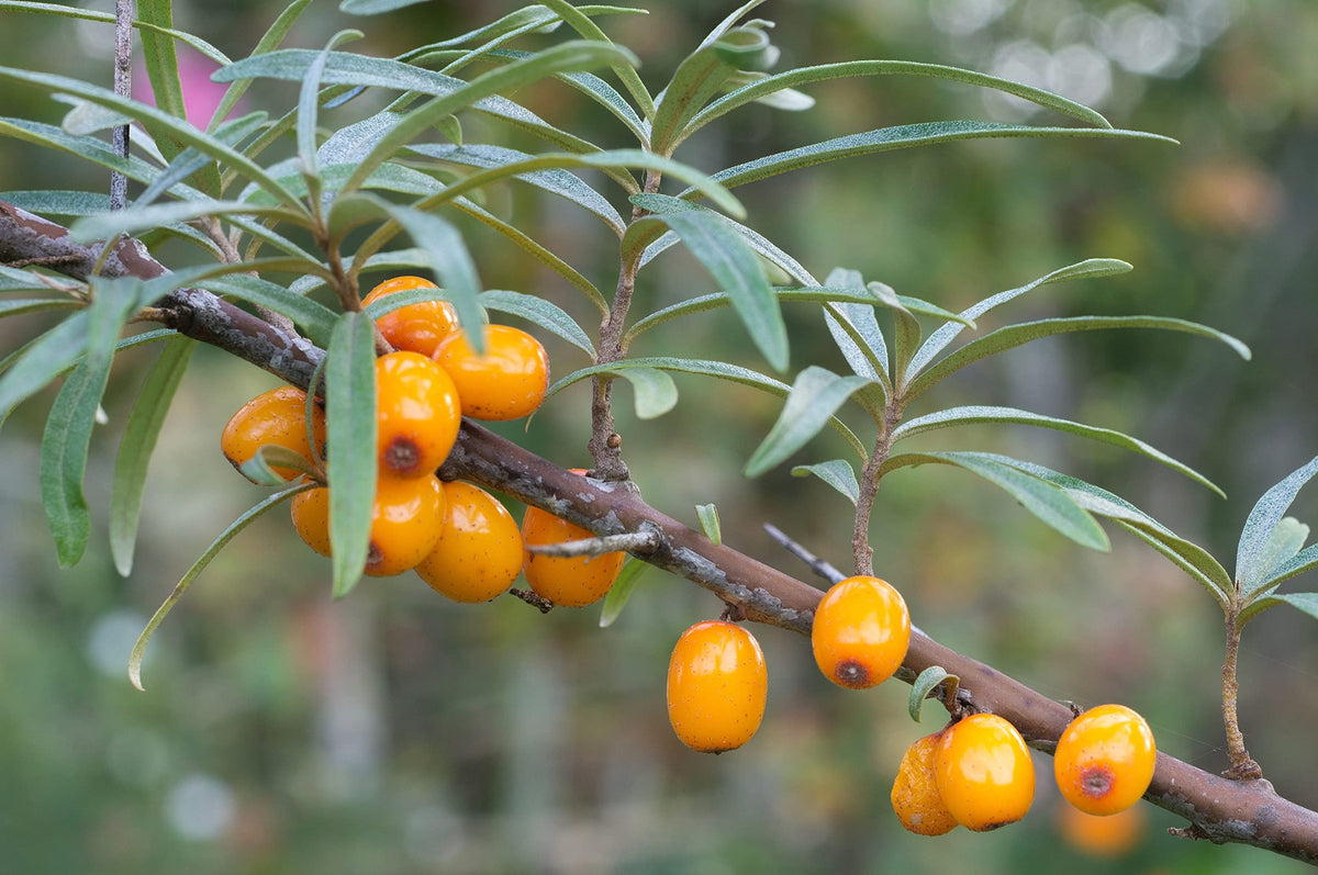 Earthcare Seeds Sea Buckthorn hardy from zone 3 to 8 and sun-loving.