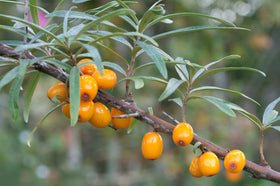 Earthcare Seeds Sea Buckthorn hardy from zone 3 to 8 and sun-loving.