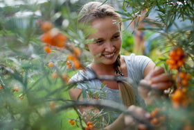 Earthcare Seeds Sea Buckthorn nitrogen-fixing shrub supporting soil health in gardens.