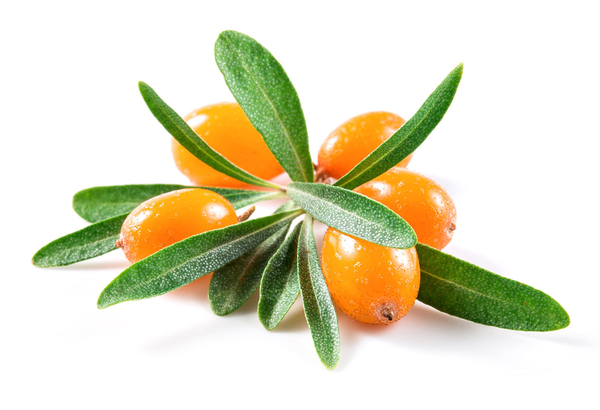 Earthcare Seeds Sea Buckthorn seed envelope includes germination and care instructions.