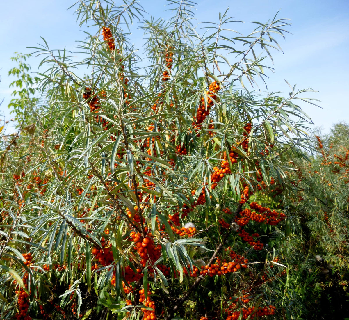 Earthcare Seeds Sea Buckthorn thorny branches with silvery leaves form a striking hedge.
