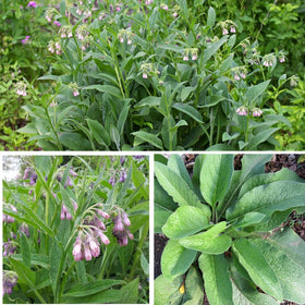 Comfrey leaves steeped for compost tea from Earthcare Seeds.
