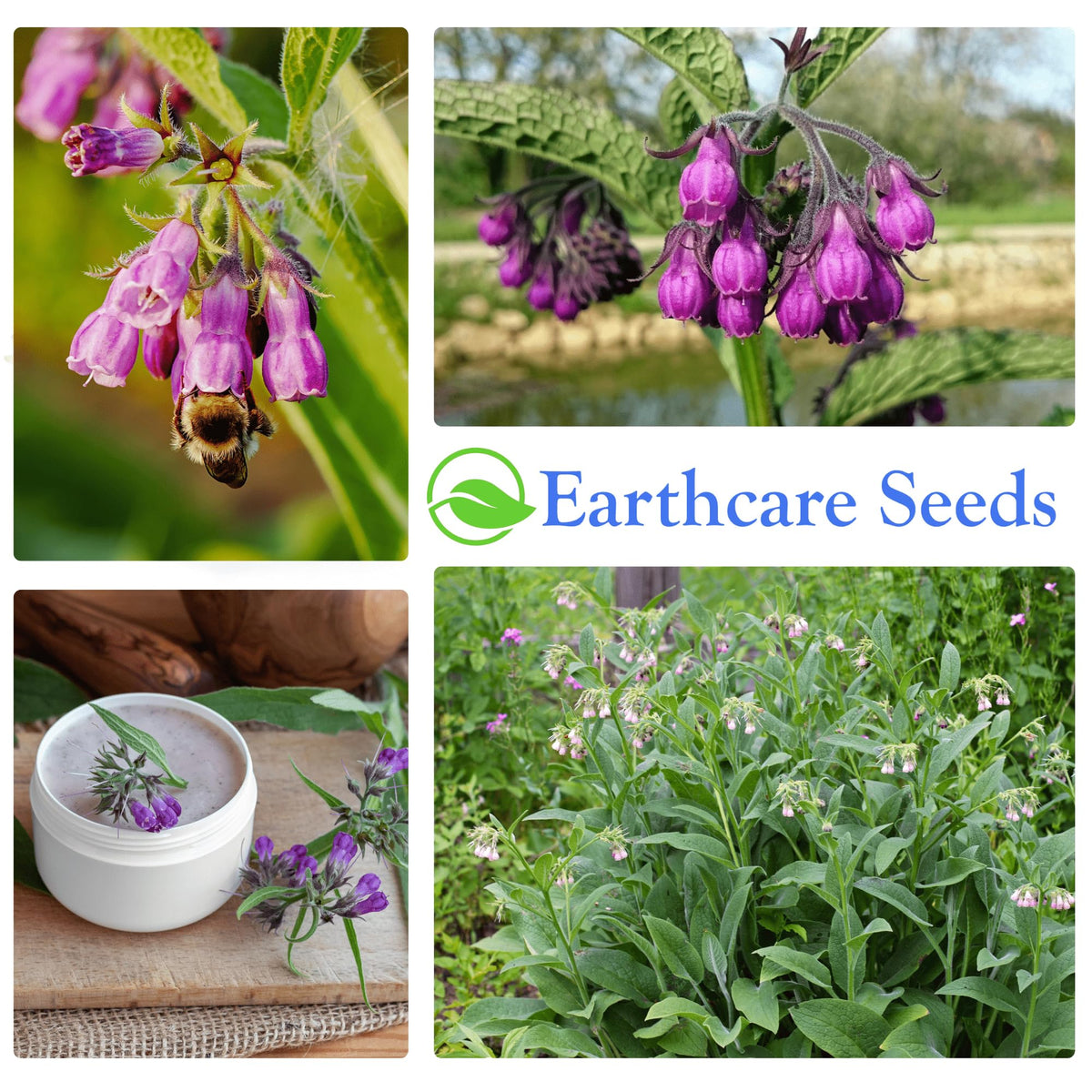 Germination process of Earthcare Seeds True Comfrey seeds in starter tray.