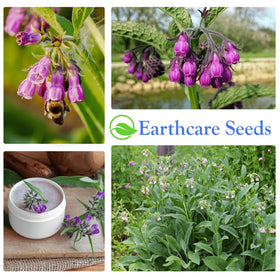 Germination process of Earthcare Seeds True Comfrey seeds in starter tray.