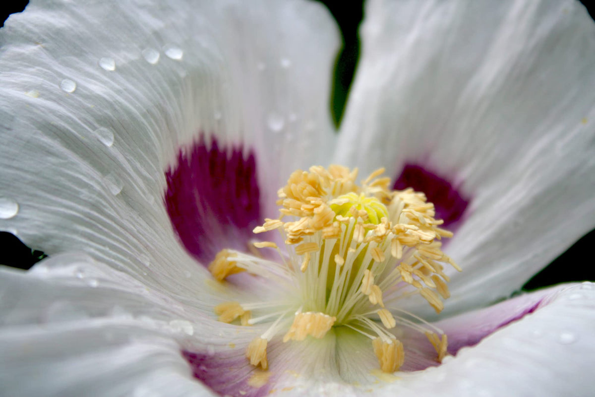 Earthcare Seeds Giant Poppy bloom purple — vibrant focal point for the garden.