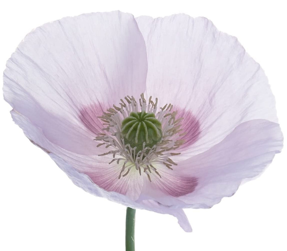 Earthcare Seeds Giant Poppy bloom white — striking flowers for visual interest in borders.