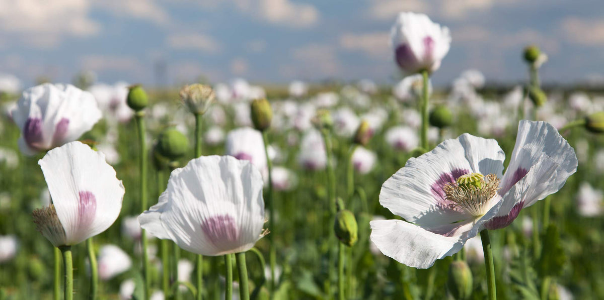 Earthcare Seeds Giant Poppy seed packet — 500+ seeds for easy wildflower planting.