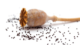 Earthcare Seeds Giant Poppy seed pods closeup — dramatic dried floral accents.