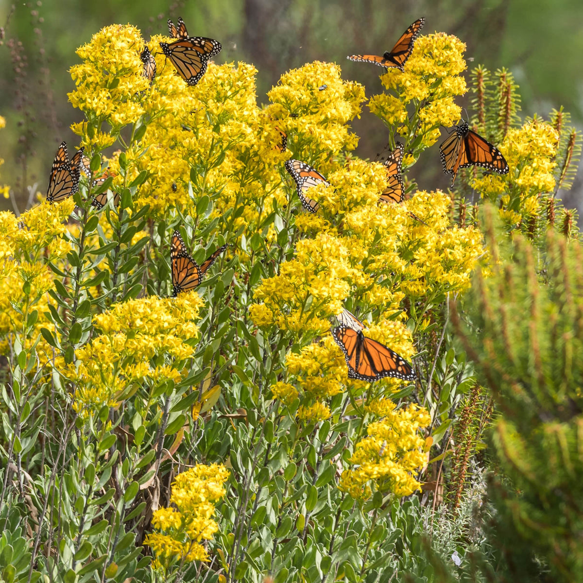 Earthcare Seeds Goldenrod Showy bloom closeup attracts pollinators and boosts biodiversity.