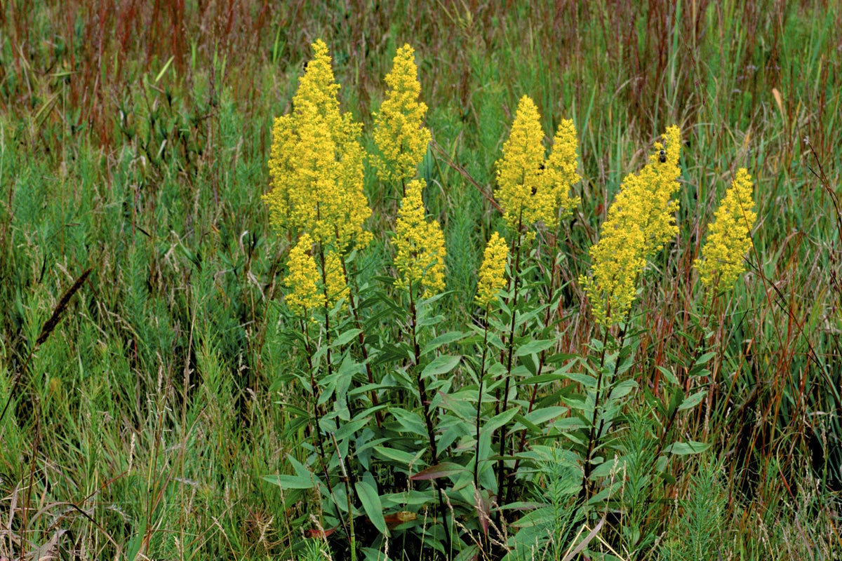 Earthcare Seeds Goldenrod Showy plant portrait in garden setting highlights soil stabilization.