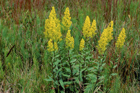 Earthcare Seeds Goldenrod Showy plant portrait in garden setting highlights soil stabilization.