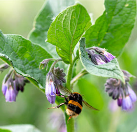 Tall True Comfrey perennial growing in a mixed border with Earthcare Seeds.