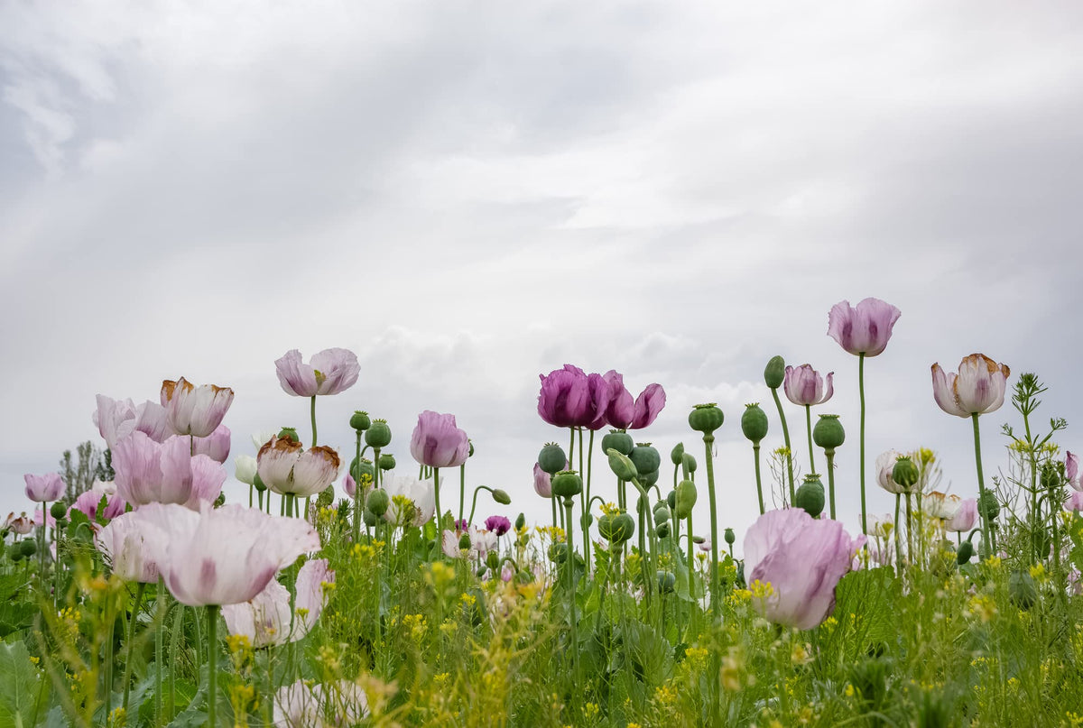 Earthcare Seeds Giant Poppy rows — pollinator-friendly, ideal for cottage borders.