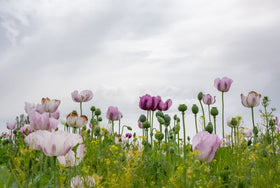 Earthcare Seeds Giant Poppy rows — pollinator-friendly, ideal for cottage borders.