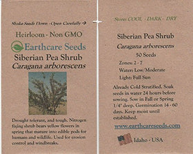 Earthcare Seeds Siberian Pea Shrub reaching up to 15 feet tall