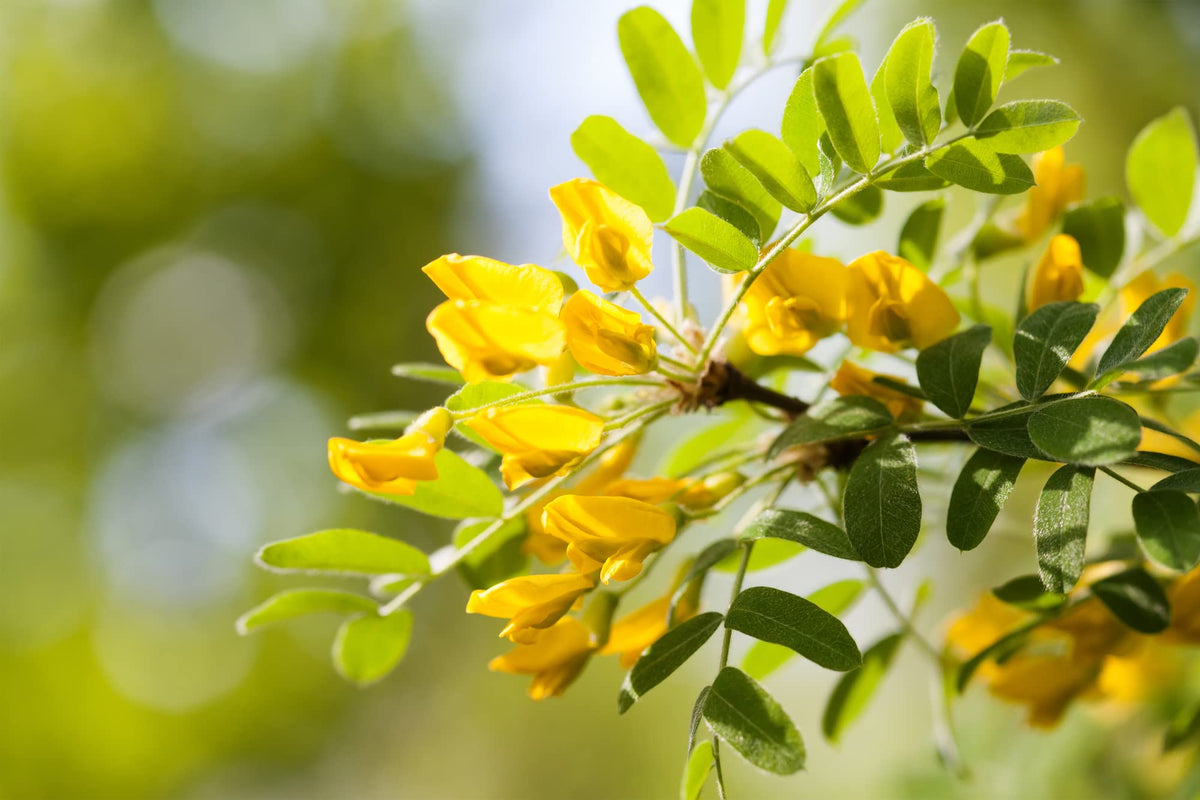 Earthcare Seeds Siberian Pea Shrub drought-tolerant and easy to grow