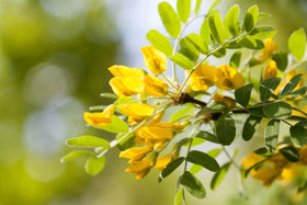 Earthcare Seeds Siberian Pea Shrub drought-tolerant and easy to grow